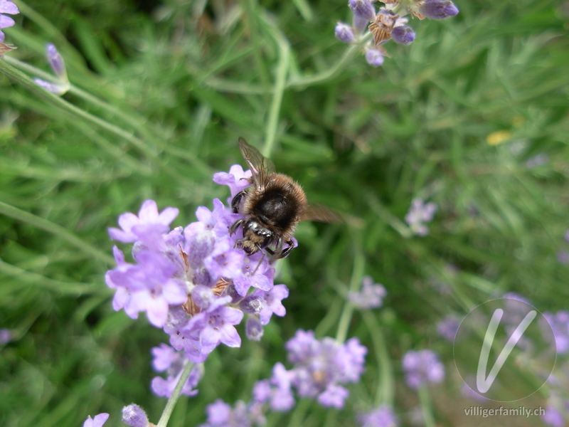 Totholz-Blattschneiderbiene: Übersicht